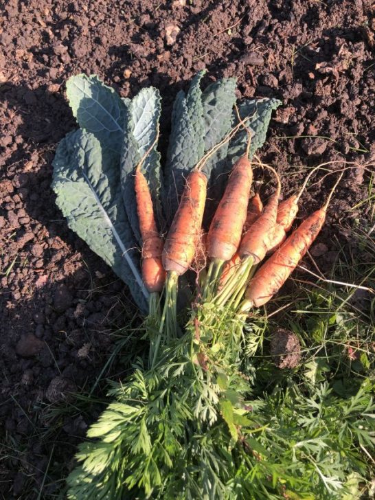 Erntedank: schöner Anlass, falsches Timing